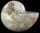 Huge, Polished Nautilus Fossil - Madagascar #51854-1